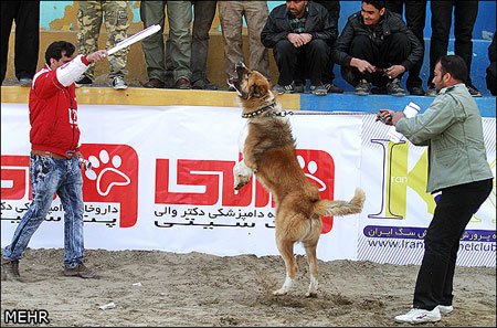 اخبار,اخبار گوناگون,جشنواره سگهای نگهبان