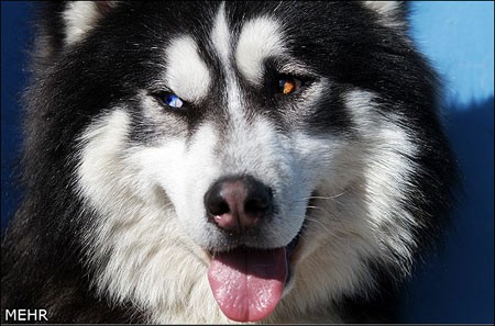 اخبار,اخبار گوناگون,جشنواره سگهای نگهبان