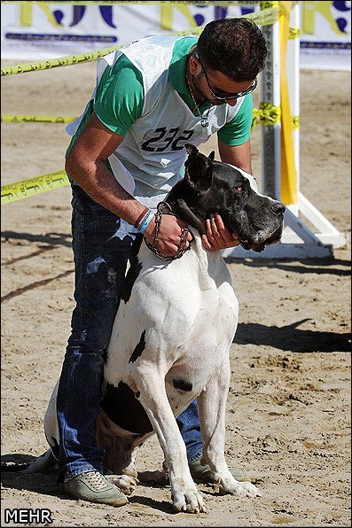 اخبار,اخبار گوناگون,جشنواره سگهای نگهبان