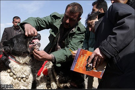 اخبار,اخبار گوناگون,جشنواره سگهای نگهبان