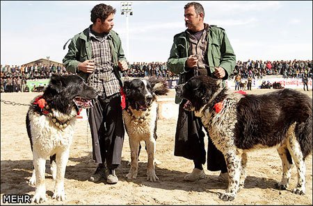 اخبار,اخبار گوناگون,جشنواره سگهای نگهبان