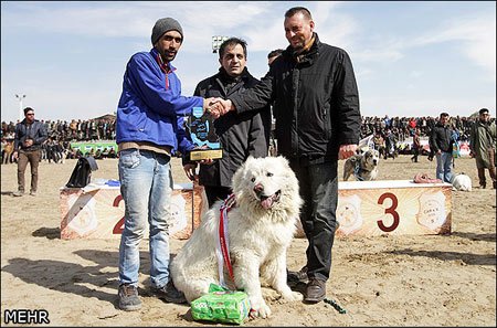 اخبار,اخبار گوناگون,جشنواره سگهای نگهبان