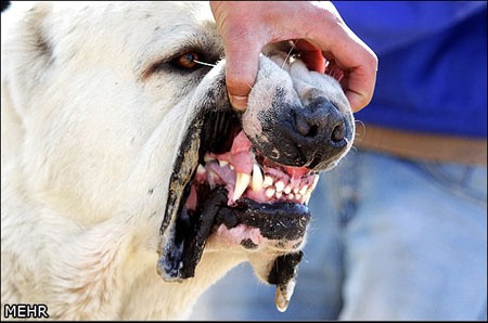 اخبار,اخبار گوناگون,جشنواره سگهای نگهبان