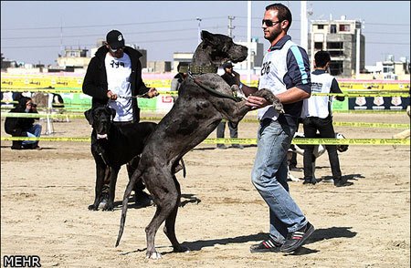 اخبار,اخبار گوناگون,جشنواره سگهای نگهبان
