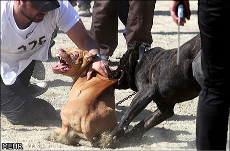 اخبار,اخبار گوناگون,جشنواره سگهای نگهبان