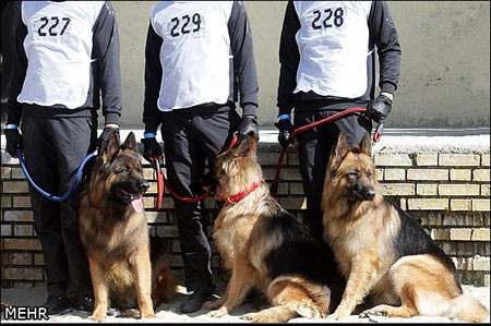اخبار,اخبار گوناگون,جشنواره سگهای نگهبان