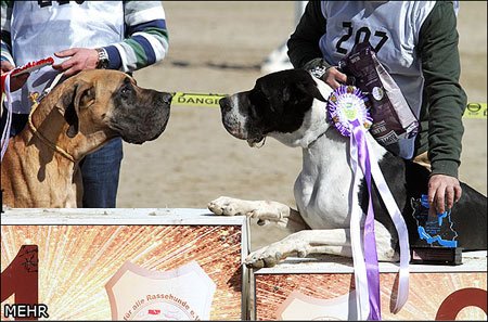 اخبار,اخبار گوناگون,جشنواره سگهای نگهبان