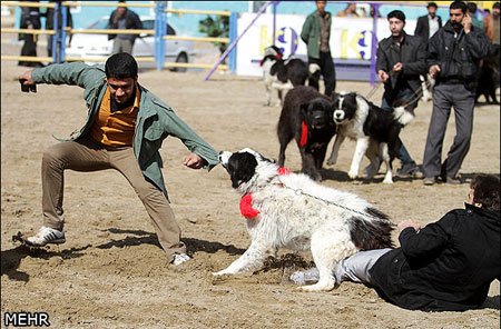 اخبار,اخبار گوناگون,جشنواره سگهای نگهبان
