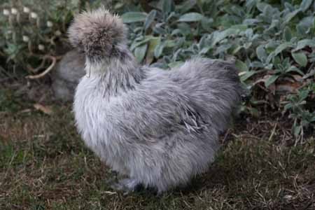 اخبار,اخبار گوناگون,تصاویری از مرغ ابریشم چینی اخبار,اخبار گوناگون,تصاویری از مرغ ابریشم چینی