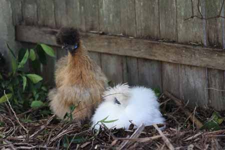 اخبار,اخبار گوناگون,تصاویری از مرغ ابریشم چینی اخبار,اخبار گوناگون,تصاویری از مرغ ابریشم چینی