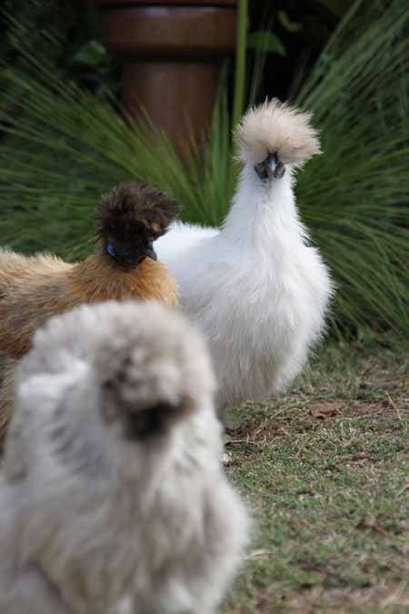 اخبار,اخبار گوناگون,تصاویری از مرغ ابریشم چینی اخبار,اخبار گوناگون,تصاویری از مرغ ابریشم چینی