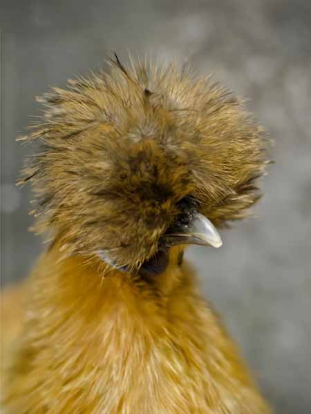 اخبار,اخبار گوناگون,تصاویری از مرغ ابریشم چینی اخبار,اخبار گوناگون,تصاویری از مرغ ابریشم چینی