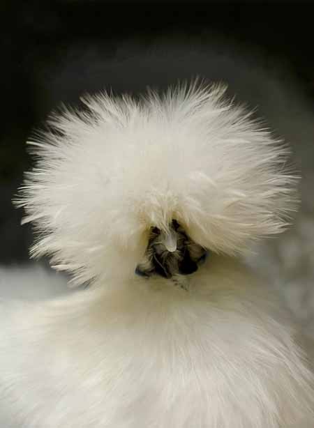 اخبار,اخبار گوناگون,تصاویری از مرغ ابریشم چینی اخبار,اخبار گوناگون,تصاویری از مرغ ابریشم چینی