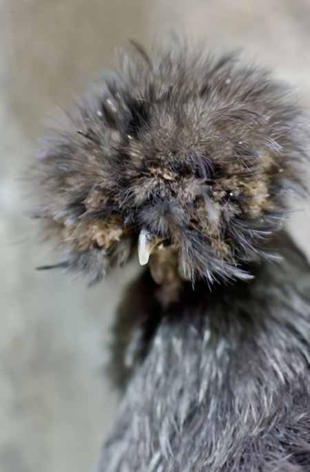 اخبار,اخبار گوناگون,تصاویری از مرغ ابریشم چینی اخبار,اخبار گوناگون,تصاویری از مرغ ابریشم چینی