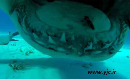 اخبار,اخبار گوناگون,قبل از خورده شدن توسط کوسه چه خواهید دید