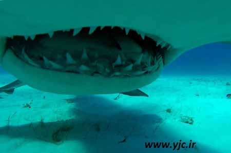 اخبار,اخبار گوناگون,قبل از خورده شدن توسط کوسه چه خواهید دید