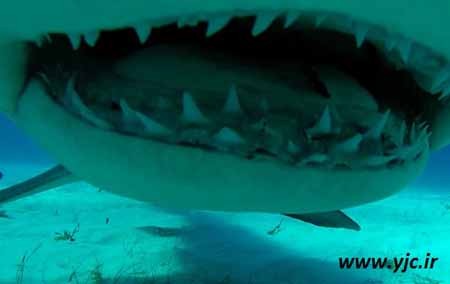 اخبار,اخبار گوناگون,قبل از خورده شدن توسط کوسه چه خواهید دید