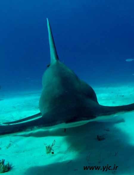 اخبار,اخبار گوناگون,قبل از خورده شدن توسط کوسه چه خواهید دید