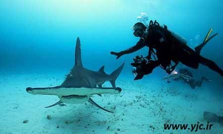 اخبار,اخبار گوناگون,قبل از خورده شدن توسط کوسه چه خواهید دید
