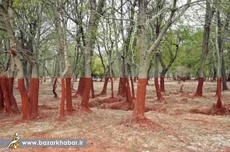 اخبار,اخبارگوناگون,مناظر طبیعی