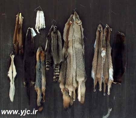 اخبار ,اخبارگوناگون,پول عجیب و غریب 