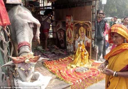 اخبار,اخبار گوناگون,پرستش گاو 5 پا در هند اخبار,اخبار گوناگون,پرستش گاو 5 پا در هند