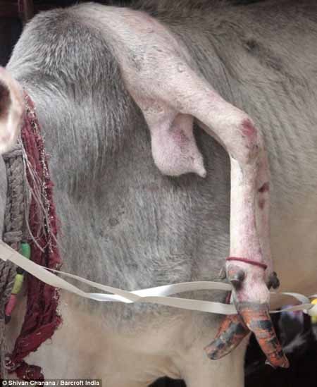 اخبار,اخبار گوناگون,پرستش گاو 5 پا در هند اخبار,اخبار گوناگون,پرستش گاو 5 پا در هند