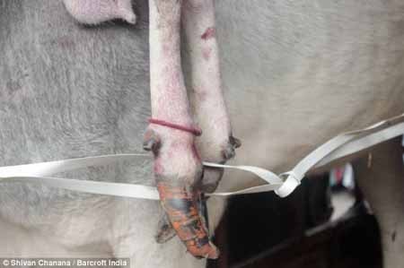 اخبار,اخبار گوناگون,پرستش گاو 5 پا در هند اخبار,اخبار گوناگون,پرستش گاو 5 پا در هند