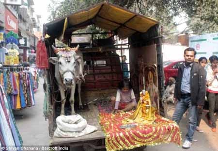 اخبار,اخبار گوناگون,پرستش  گاو 5 پا در هند