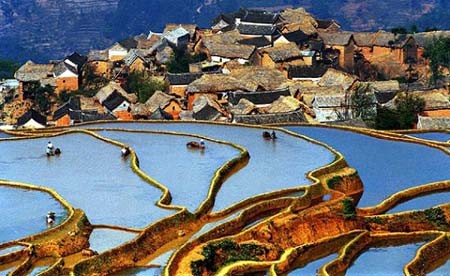  زمین های زیر کشت برنج در استان یون آن، چین
