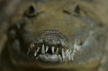 یک کروکودیل آدم خوار در آبهای گلد کاست استرالیا