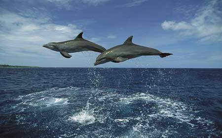 دو دولفین با حرکات کاملا شبیه هم در آبهای کارائیب 