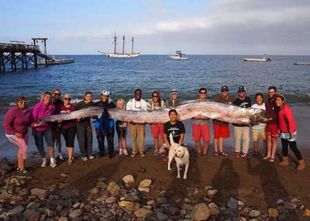 کشف ماهی بزرگ به طول 6 متر در سواحل کالیفرنیا جنوبی در آمریکا