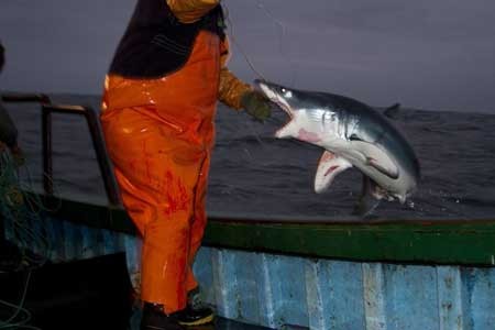 حمله کوسه شکار شده به مرد ماهیگیر(پرو)