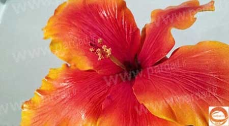 اخبار,اخبار گوناگون ,کیک اخبار,اخبار گوناگون ,کیک