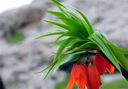 اخبار,اخبار گوناگون,نادرترین گلهای دنیا در قرقیزستان اخبار,اخبار گوناگون,نادرترین گلهای دنیا در قرقیزستان