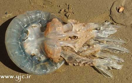 اخبار,اخبار گوناگون ,عروس دریایی