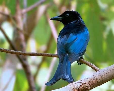 اخبار,اخبار گوناگون , تقلید صدا اخبار,اخبار گوناگون , تقلید صدا