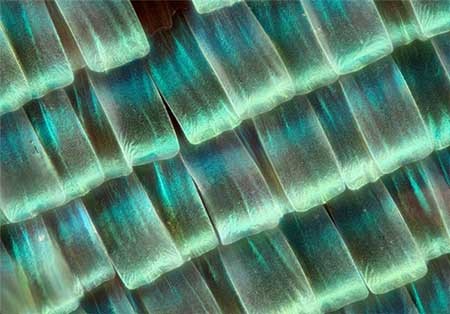 اخبار,اخبار گوناگون, بال پروانه‌ها