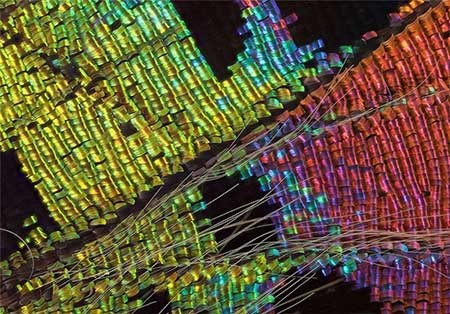 اخبار,اخبار گوناگون, بال پروانه‌ها