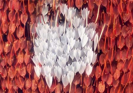 اخبار,اخبار گوناگون, بال پروانه‌ها