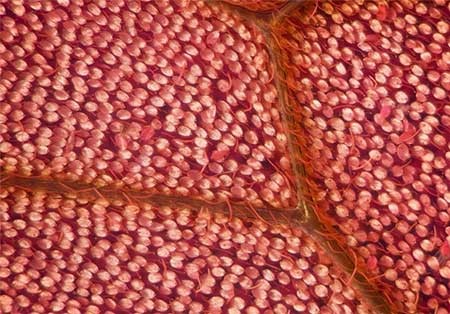 اخبار,اخبار گوناگون, بال پروانه‌ها