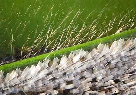 اخبار,اخبار گوناگون, بال پروانه‌ها