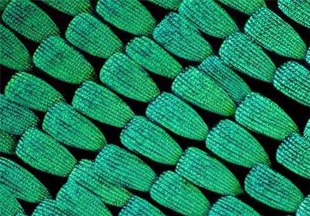 اخبار,اخبار گوناگون, بال پروانه‌ها