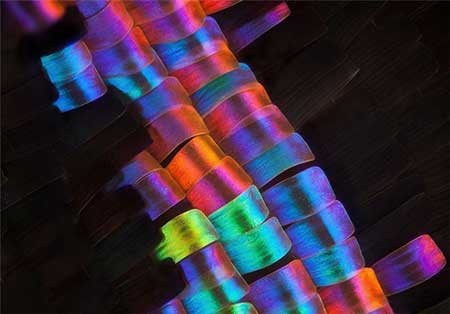 اخبار,اخبار گوناگون, بال پروانه‌ها