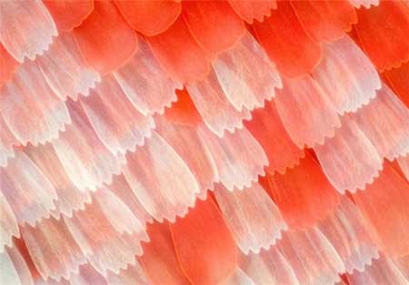 اخبار,اخبار گوناگون, بال پروانه‌ها