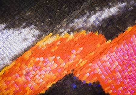 اخبار,اخبار گوناگون, بال پروانه‌ها