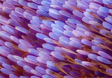 اخبار,اخبار گوناگون, بال پروانه‌ها