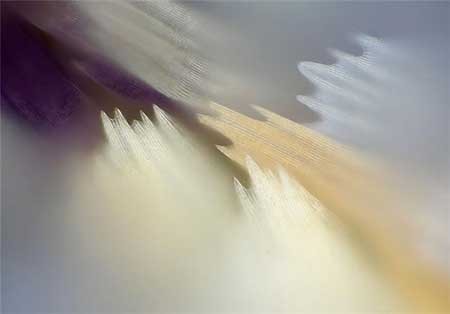 اخبار,اخبار گوناگون, بال پروانه‌ها