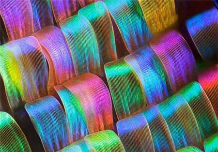 اخبار,اخبار گوناگون, بال پروانه‌ها